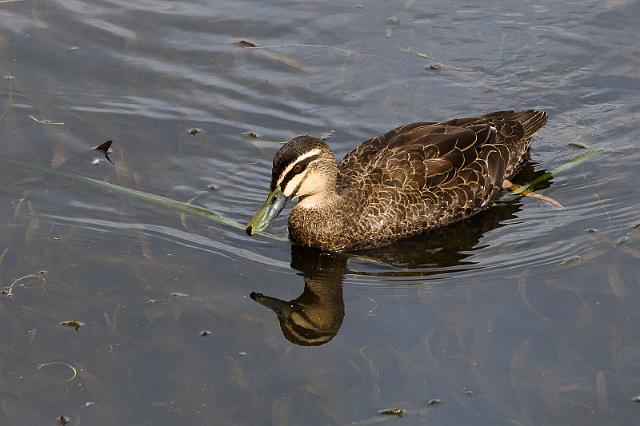 266 Lake Crackenback, wenkbrauweend.jpg